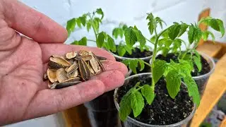 ВНЕСИ под любую рассаду, рассада толстеет на глазах, корни прут как бешеные, урожайность выше в разы