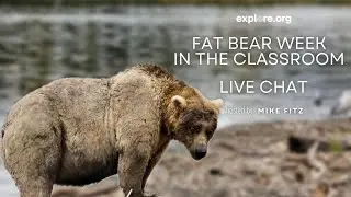 Fat Bear Week In the Classroom 2022