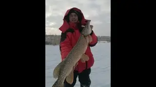 ЖЕРЛИЦЫ! ТРОФЕЙНАЯ щука на ЖЕРЛИЦЫ! Флажки СТОЯТ пачками! ЩУКИ НЕ ЛЕЗУТ В ЛУНКУ! Поводки в ДРЕБЕЗГИ!