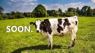 ASMR **V** Cow Roleplay [REQUESTED]