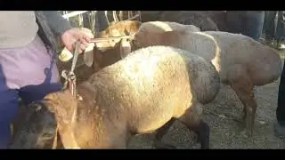 Qirg’izston‘ edelbay qo‘ylari chiqadigan bozor