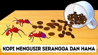 Semut Takkan Mendekati Rumahmu Jika Kamu Punya Ini