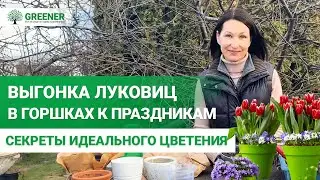 ЛУКОВИЧНЫЕ в ГОРШКАХ и НА ВЫГОНКУ! Как и когда сажать? МНОГОЯРУСНАЯ посадка!