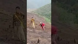 rice cultivation in Nagaland, 😥