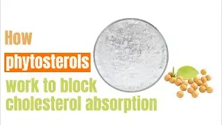 How phytosterols work to block cholesterol absorption | Plant Sterols manufacturer & supplier