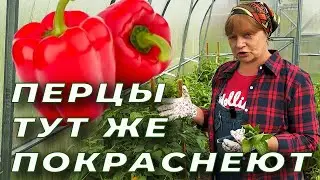 Перцы тут же покраснеют!