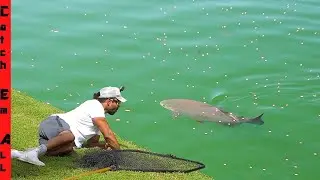 CATCHING a MASSIVE POND WHALE **Snuck Up and BEACHED it**