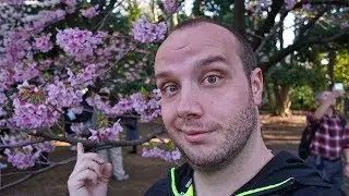 SAKURA Kirschblüten überall! Es ist HANAMI in Japan! | Japan VLOG | Deutsch