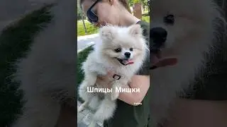 Шпицы померанские Мишки ❤❤❤ #собака #шпиц #pomeranian