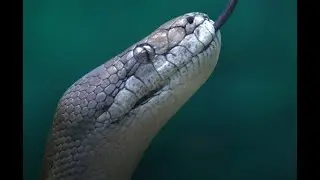 This is a video about executing Python and SQL together in SQL Server.