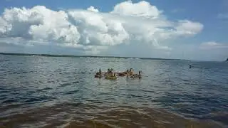 Волга  Август  Уточки