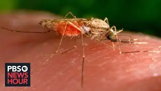 First cases of malaria transmitted in U.S. in decades prompt concerns
