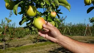 From Farm to You: Apples