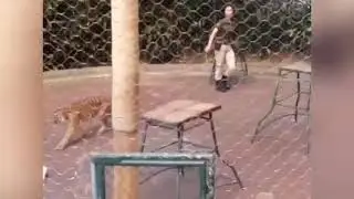 pertunjukan harimau
