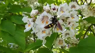 Поразительный симбиоз катальпы и сколии