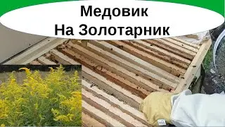 Как делать медовик. Обучение пчеловодству на пасеке клиента на основе семьи и отводка, где нет матки