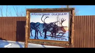 Северная сказка. Оленья ферма. Зачаганск январь 2024
