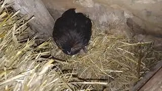 18 декабря. Вода с чесноком для кур. Дефицит яиц в Соль - Илецке.