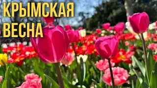 КРЫМ, С УМА СОЙТИ! ТЮЛЬПАНОВОЕ БЕЗУМИЕ В СЕВАСТОПОЛЕ