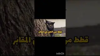 القطط تتكلم مثل البشر