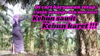 Janda Kembang Mencari Karyawan Untuk Menjaga Dan Merawat Kebun Sawit Dan Kebun Karet