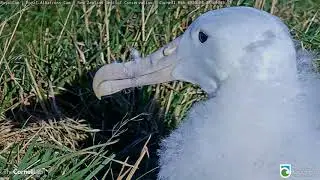 Albatross Nestling Gets Up Close And Personal With 