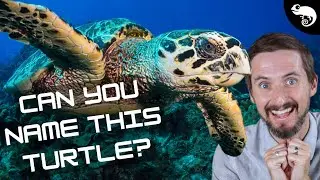 There Are Only 7 Sea Turtles, But You Don't Know Them All! - Phylogeny of Sea Turtles