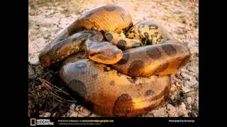 Top 10 Most Dangerous Non Venomous Predatotrs