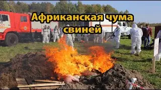 АФРИКАНСКАЯ ЧУМА СВИНЕЙ. Горе для населения Красногвардейского района.