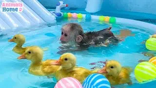 BiBi monkey and ducklings swim in the pool so funny