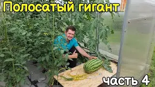 Полосатый гигант. Часть 4.