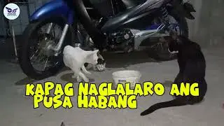 Mga Pamahiin sa PUSA