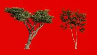 3d tree green screen in wind for post production full hd 1080 green screen 2021 tree wawing/ tree 01