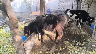 букача ва мотоблок сотувда ☎️+998903325477