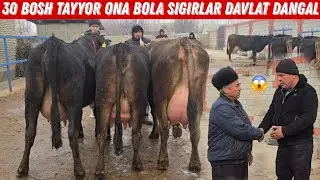 Narx Aytish Mana Bunaqa Boladi 30 Bosh Ona Bola Sigirlar Davlat Dangal 🔥🔥🔥