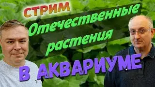 Аква Стрим. Отечественные растения в аквариуме.