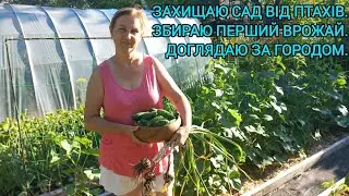 Захист Ягід🍓і Фруктів🍒Від Птахів.Доглядаю за Помідорами🍅Перцем🫑Копаю Часник🧄#город#овочі#часник#сад