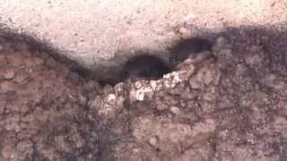 забавные птенцы ласточки