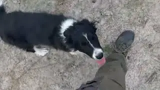 Kisses of Angel Joker border collie puppy