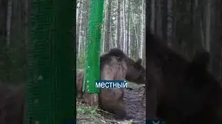 МЕДВЕДЬ станцевал ТВЕРК перед фотоловушкой