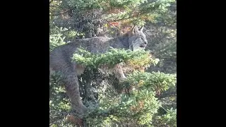 Watch: Rare Canada Lynx spotted in tree