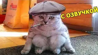 СМЕШНАЯ ОЗВУЧКА ЖИВОТНЫХ😹ПРИКОЛЫ ПРО КОТОВ и СОБАК