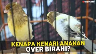 KENARI PAUD ANAKAN BISA BIRAHI⁉️CIRINYA BAGAIMANA