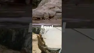Gustave the crocodile VS The largest saltwater crocodiles #whoisstrongest