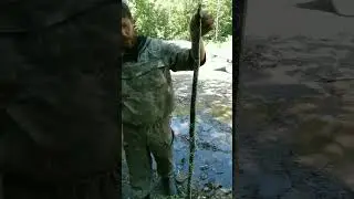 Амурский полоз. На пасеке  в Хабаровском крае.