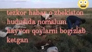 Tezkor habar O'zbekiston hududida nomalum hayvon hujumi