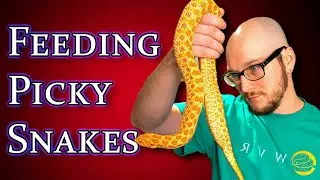 5 Tricks To Get Your Snake To Eat Every Time!