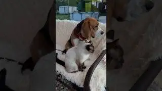 Комары не только нас кусают🤨