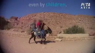 Donkeys Suffer Terribly For 'Lost City' of Petra Tourism