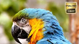 HD Birds, Parrot, pigeon, Love Birds and More